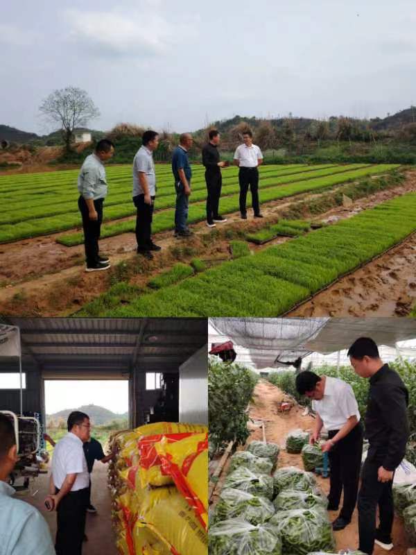 陈晓义深入龙口镇龙口村调研指导春耕生产